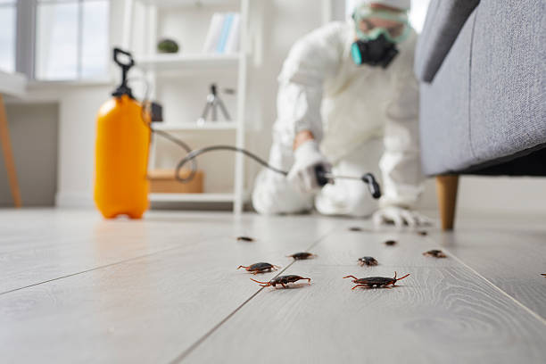 Post-Treatment Bed Bug Interceptor Monitoring in West Carrollton